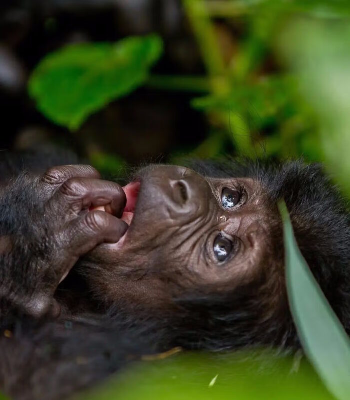Crystal_AK_Gorilla