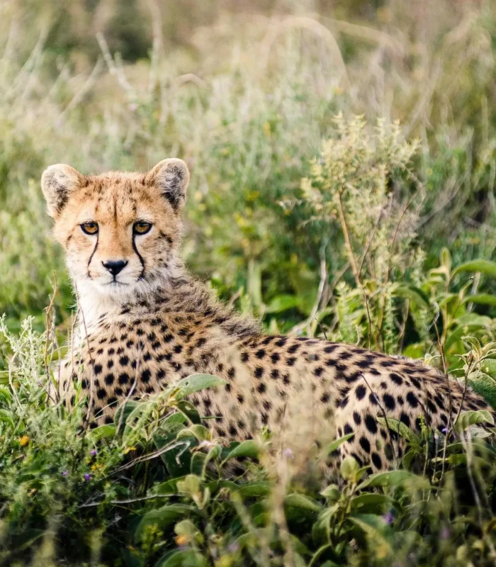Crystal_AK_Leopard