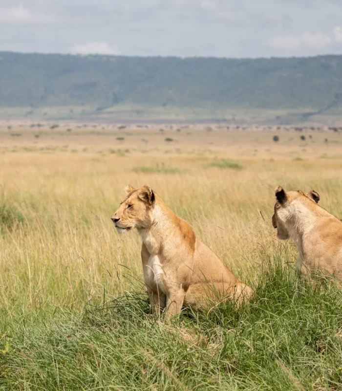 Crystal_AK_Lions