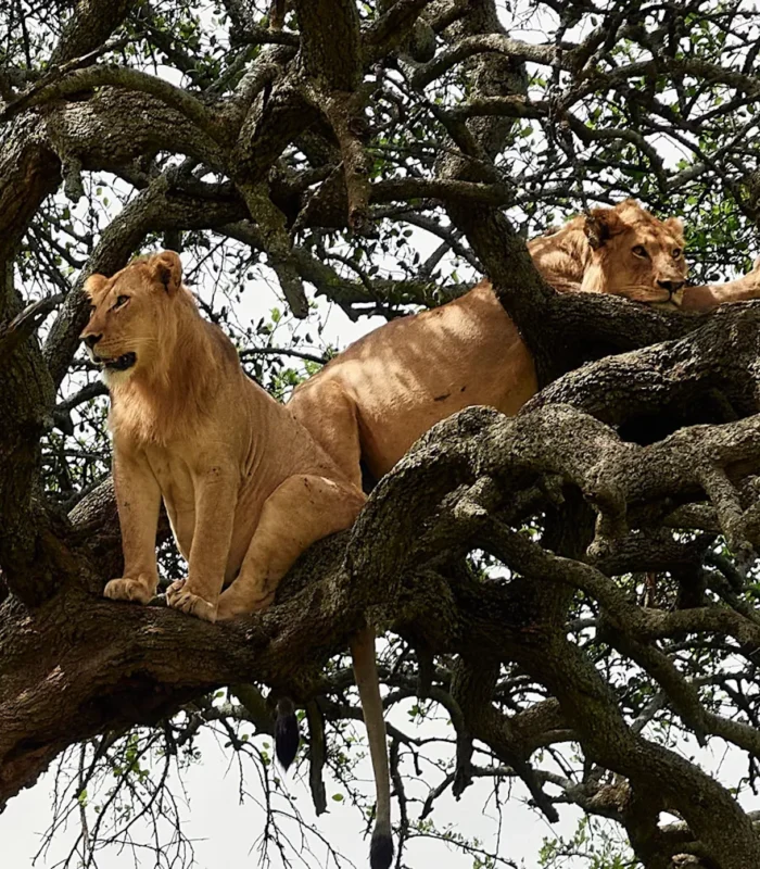 Crystal_AK_Lions02