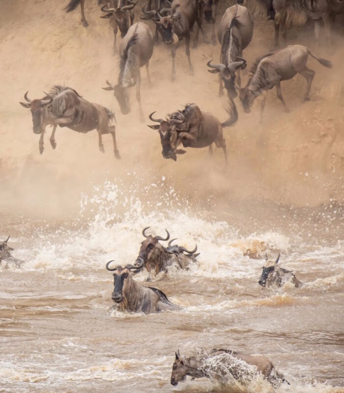 Crystal_AK_Wildbeest