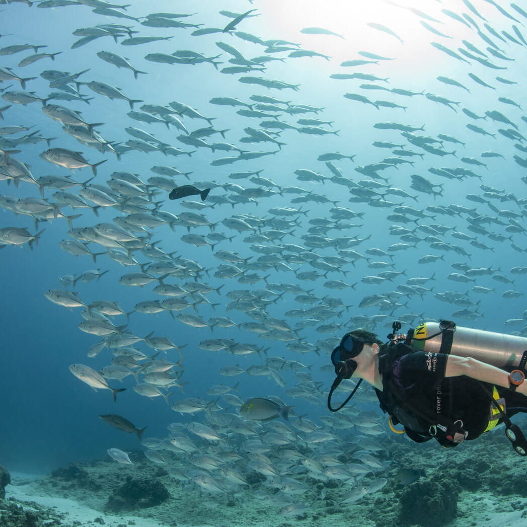 Palau Explorer