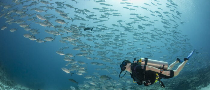 Palau Explorer